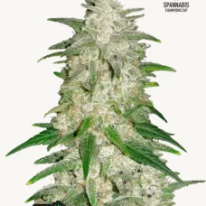 GELATO Auto